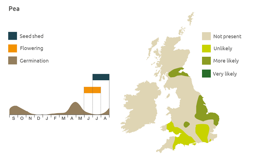 Pea life cycle and UK distribution